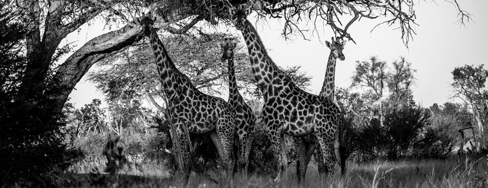 Shaun-Chapman-African-Tales-Slider-2